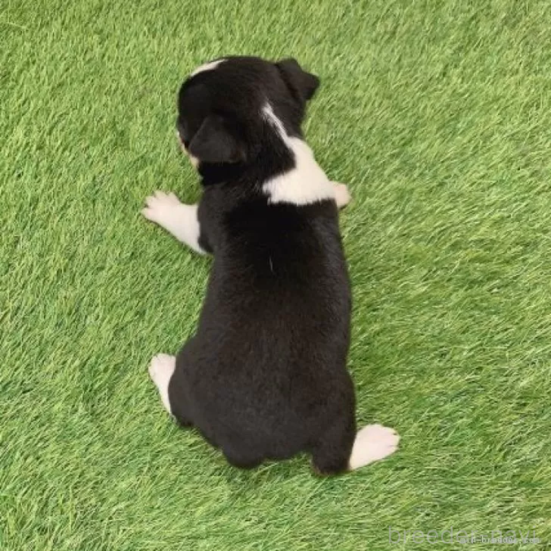 販売中の愛知県のチワワ(スムースコート)-443670の2枚目