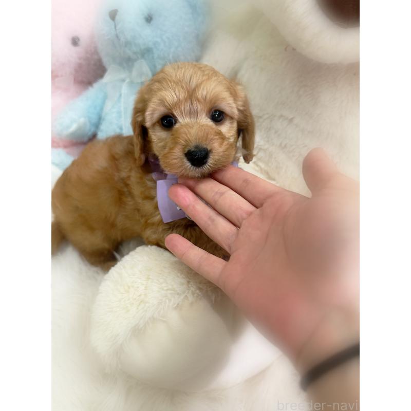 販売中の香川県のダップー:ミニチュアダックスフンド×トイプードル-440187の8枚目