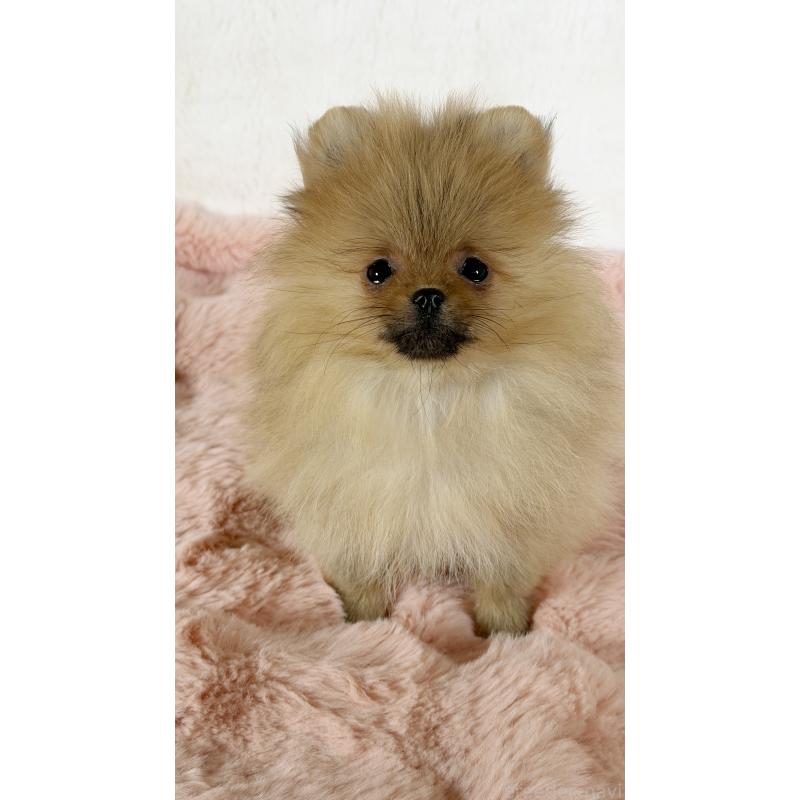 販売中の北海道のポメラニアン-436420の3枚目