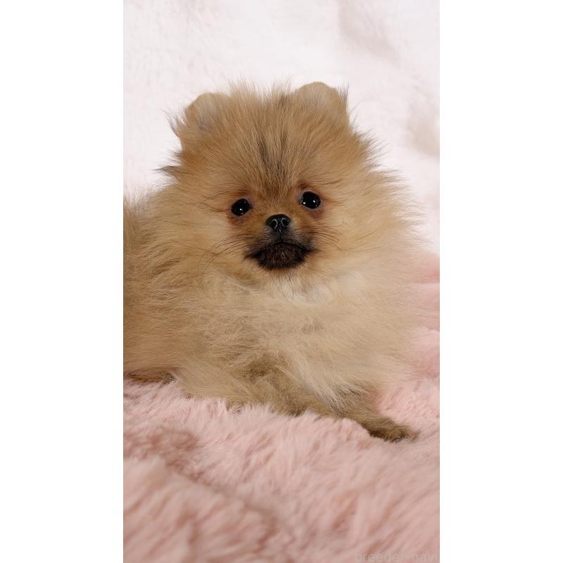 販売中の北海道のポメラニアン-436420の2枚目