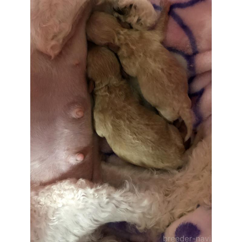 販売中の青森県のティーカッププードル-443673の4枚目