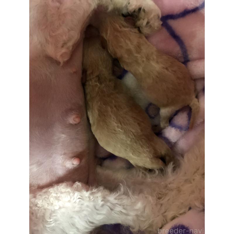 販売中の青森県のティーカッププードル-443673の3枚目