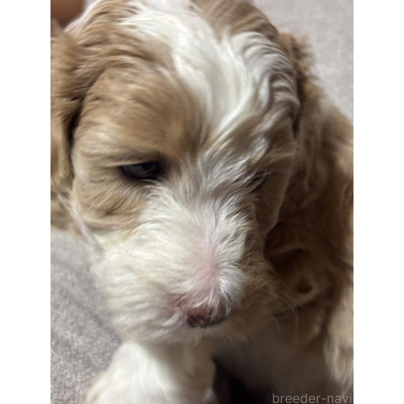 販売中の熊本県のミディアムプードル-443669の3枚目