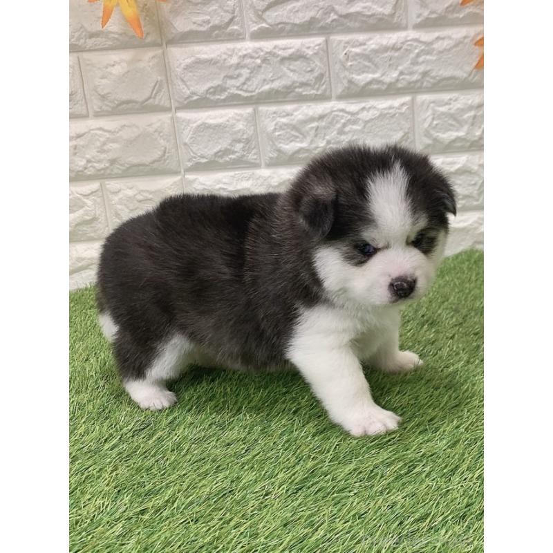 販売中の愛知県のミックス犬-443674の5枚目