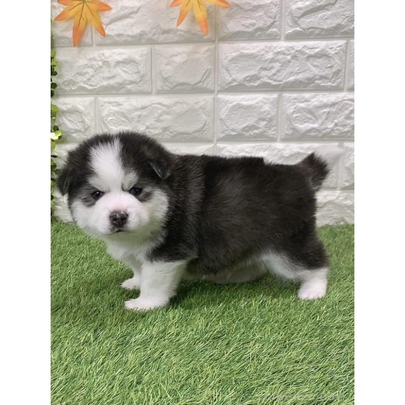 販売中の愛知県のミックス犬-443674の4枚目