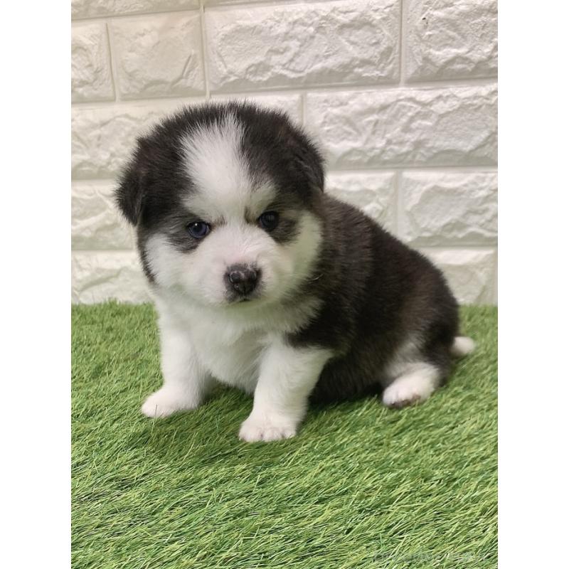 販売中の愛知県のミックス犬-443674の3枚目