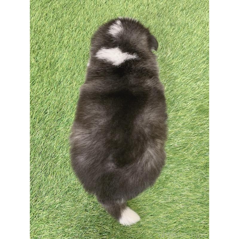 販売中の愛知県のミックス犬-443674の2枚目