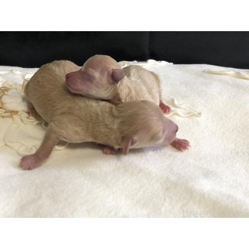 販売中の青森県のティーカッププードル-443675の6枚目