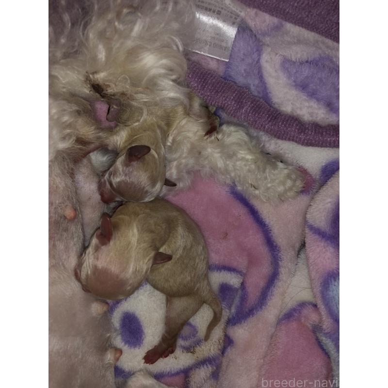 販売中の青森県のティーカッププードル-443675の3枚目