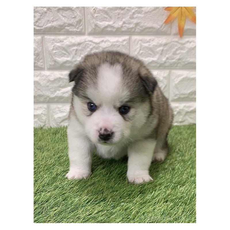 販売中の愛知県のミックス犬-443676の5枚目