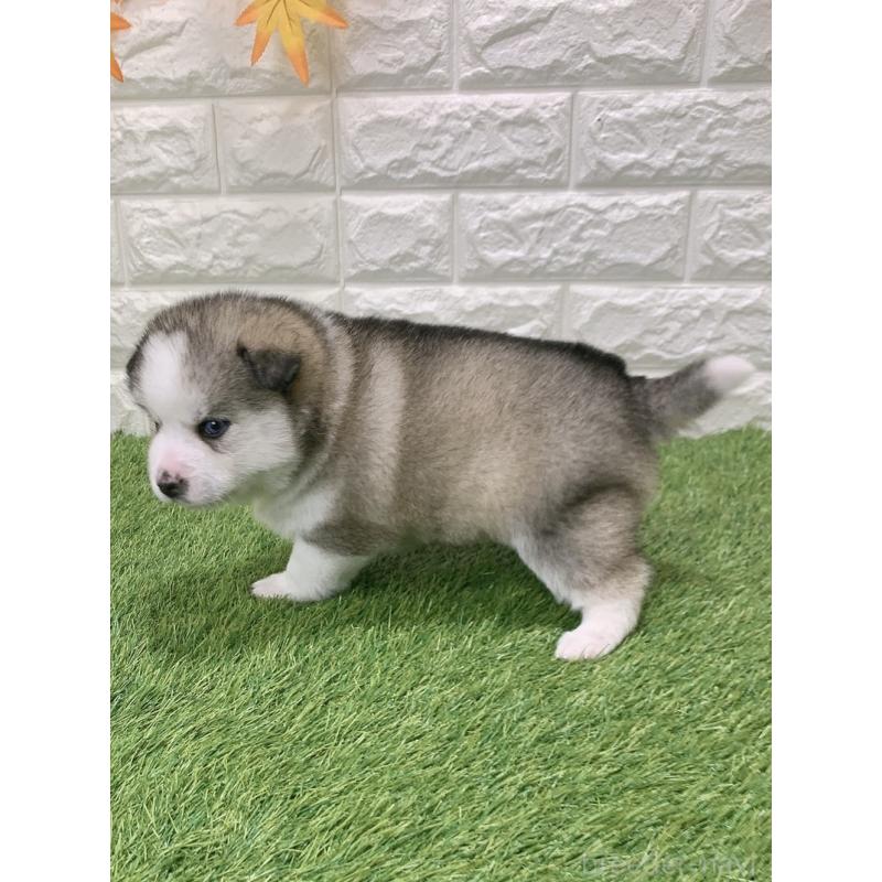 販売中の愛知県のミックス犬-443676の4枚目