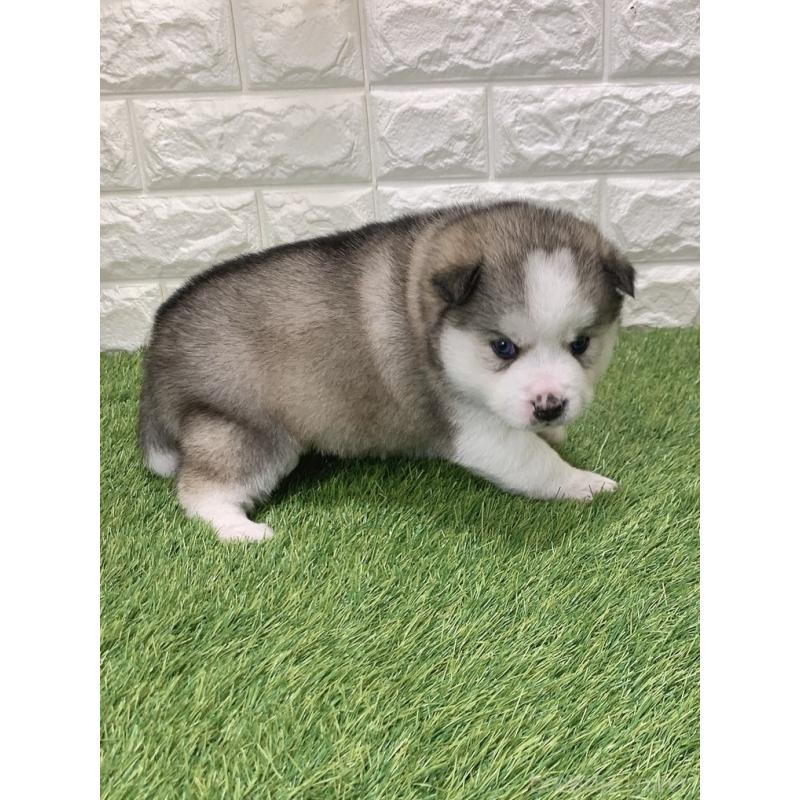 販売中の愛知県のミックス犬-443676の3枚目