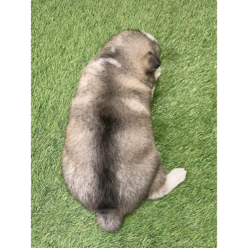 販売中の愛知県のミックス犬-443676の2枚目