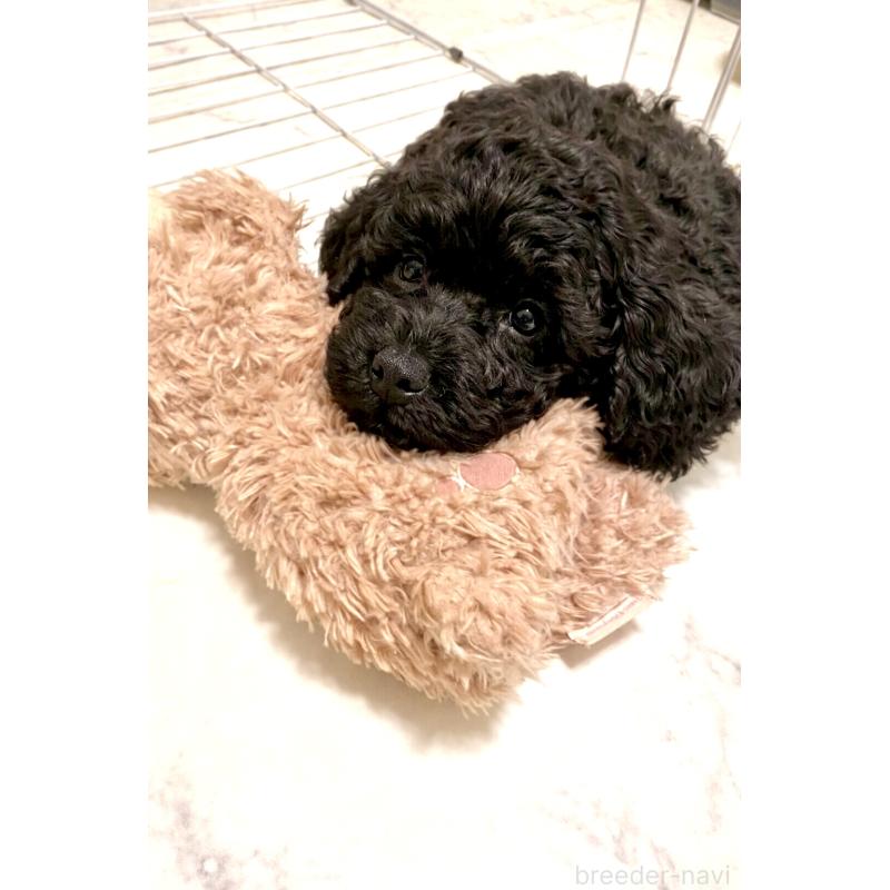 成約済の岡山県のトイプードル-438580の2枚目