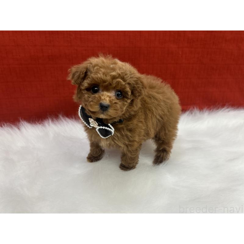 販売中の東京都のティーカッププードル-443420の4枚目