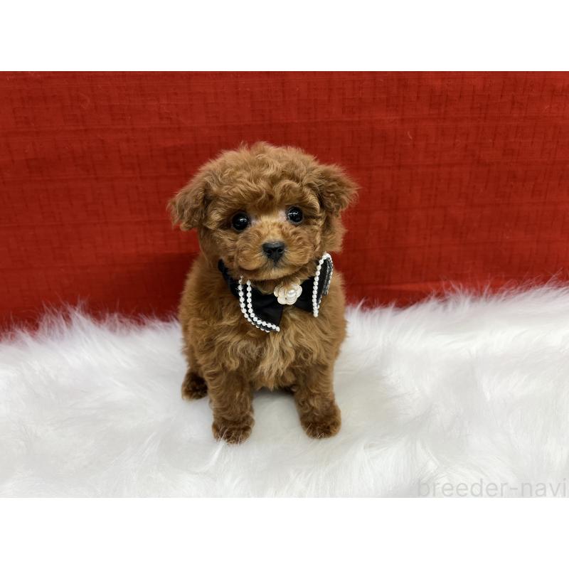 販売中の東京都のティーカッププードル-443420の3枚目