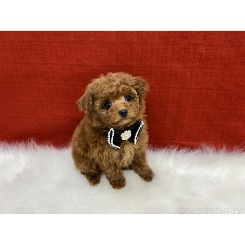 販売中の東京都のティーカッププードル-443420の2枚目