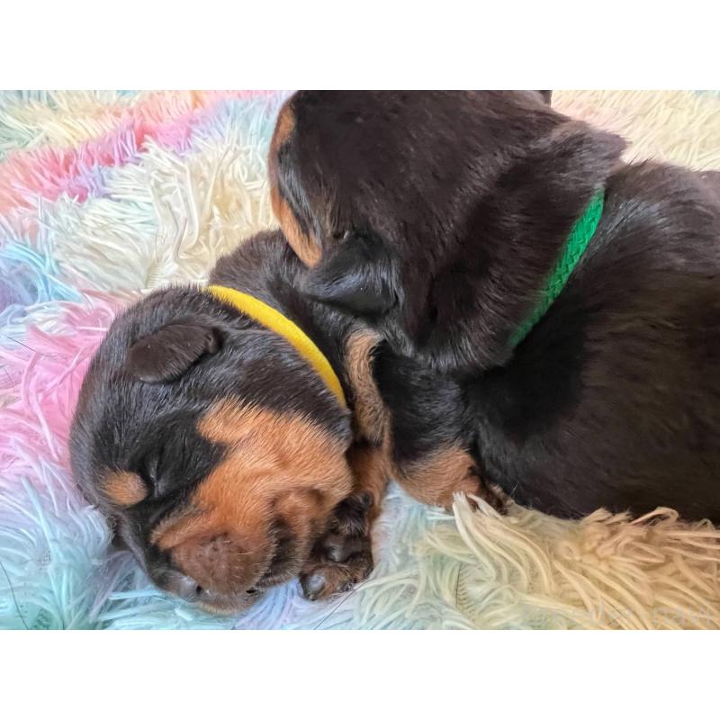 成約済の愛知県のロットワイラー-443421の1枚目