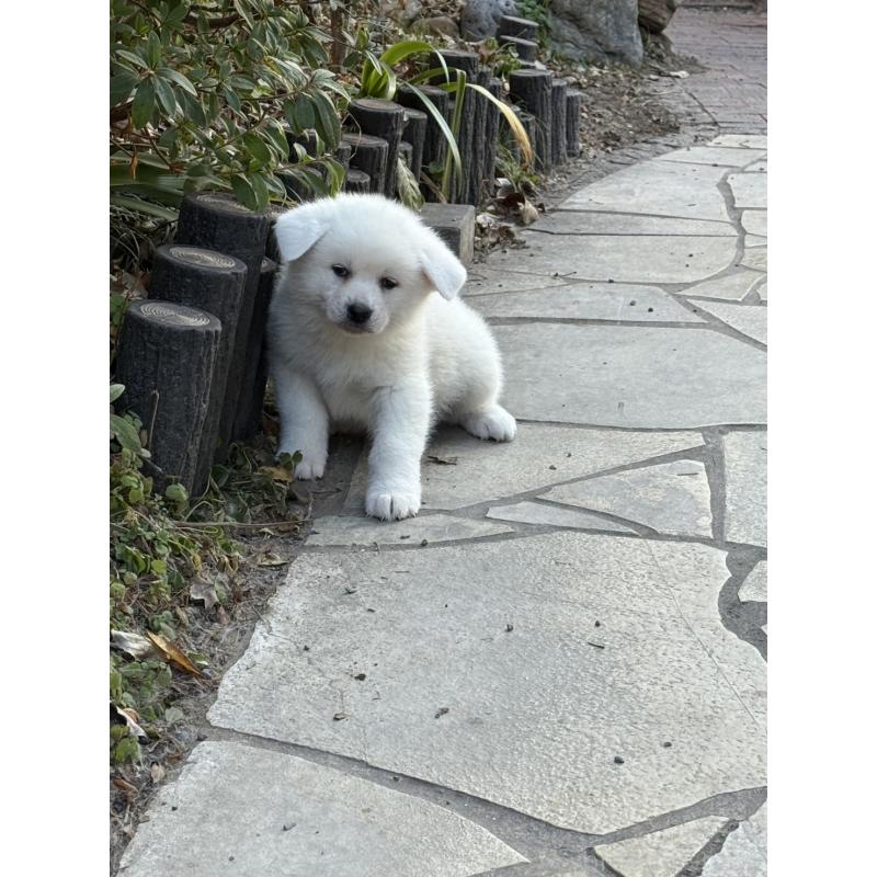 販売中の岐阜県の秋田犬-436652の2枚目