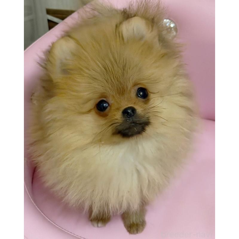 販売中の北海道のポメラニアン-436420の4枚目