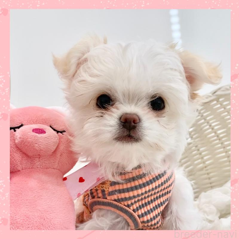 販売中の群馬県のチワマル:チワワ×マルチーズ-439608