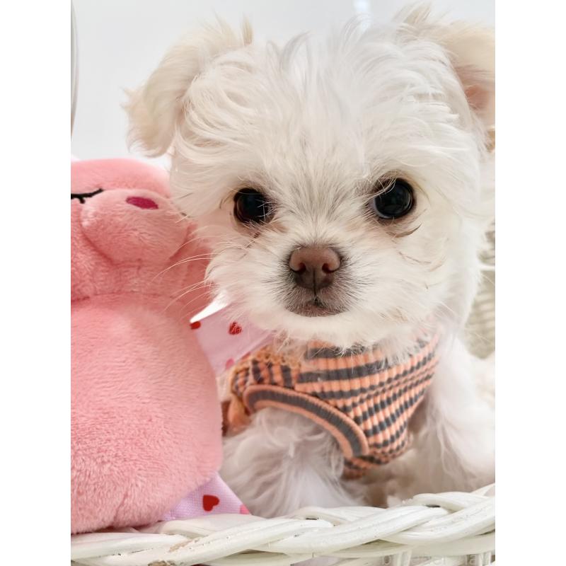 販売中の群馬県のチワマル:チワワ×マルチーズ-439608の4枚目