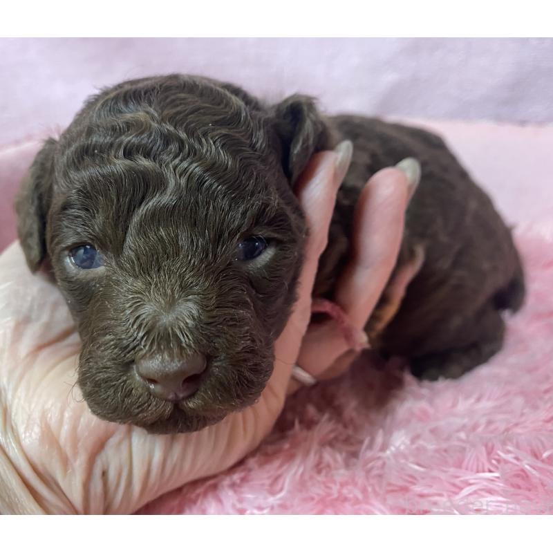 販売中の長野県のトイプードル-443422