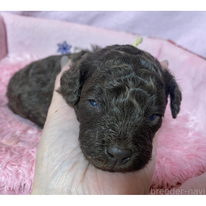 販売中の長野県のトイプードル-443423の1枚目