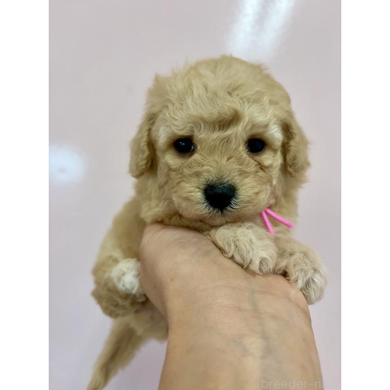 販売中の滋賀県のミックス犬-443425の6枚目