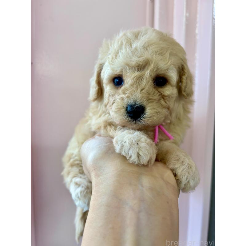 販売中の滋賀県のミックス犬-443425の5枚目