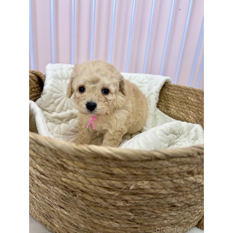 販売中の滋賀県のミックス犬-443425の4枚目