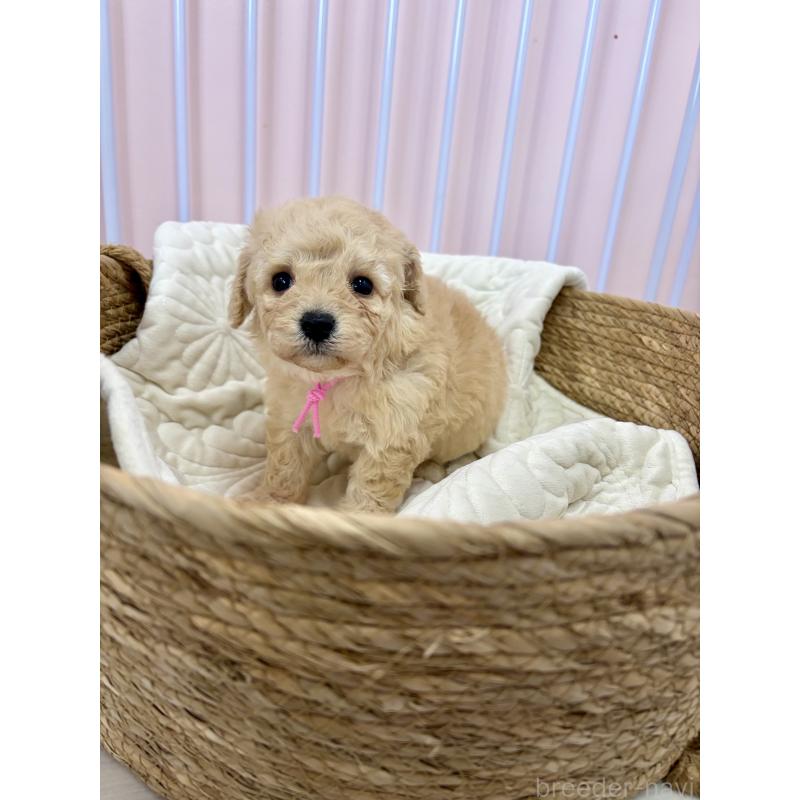 販売中の滋賀県のミックス犬-443425の3枚目