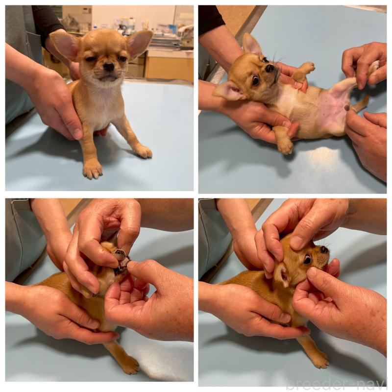 販売中の徳島県のチワワ(スムースコート)-441252の2枚目