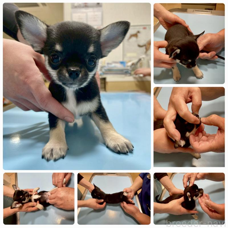 販売中の徳島県のチワワ(スムースコート)-441249の2枚目