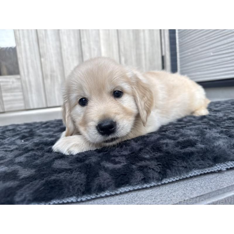 販売中の静岡県のゴールデンレトリーバー-443426の7枚目