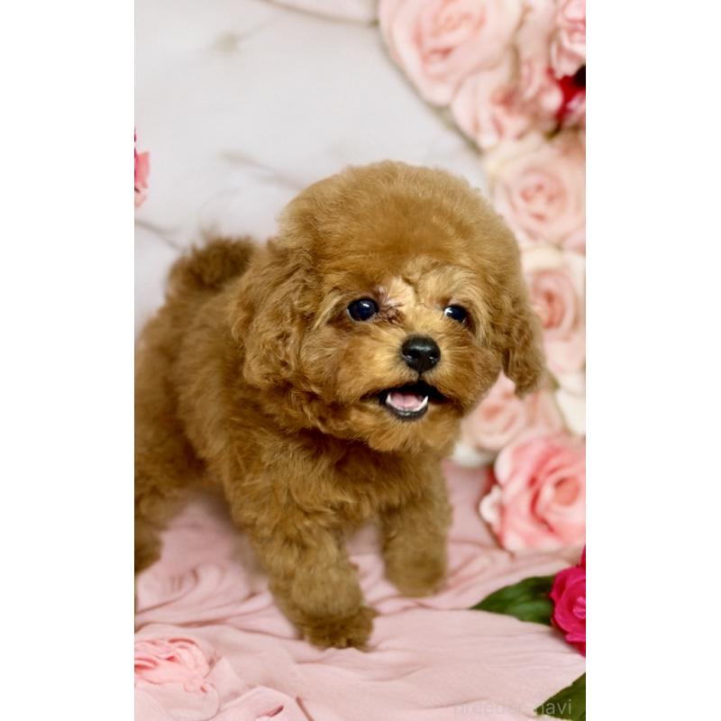 販売中の岐阜県のティーカッププードル-443428の3枚目