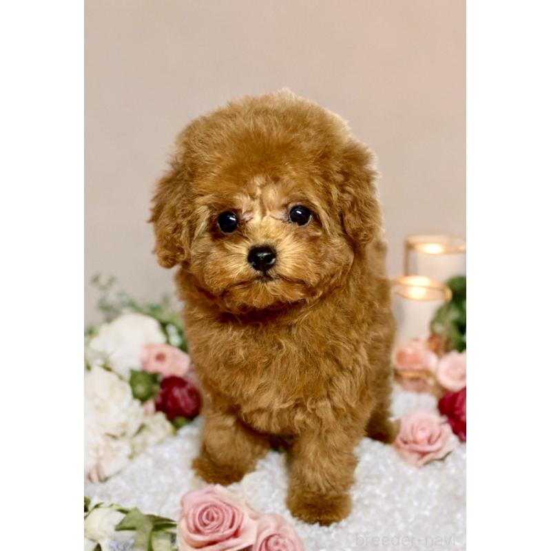 販売中の岐阜県のティーカッププードル-443428の4枚目