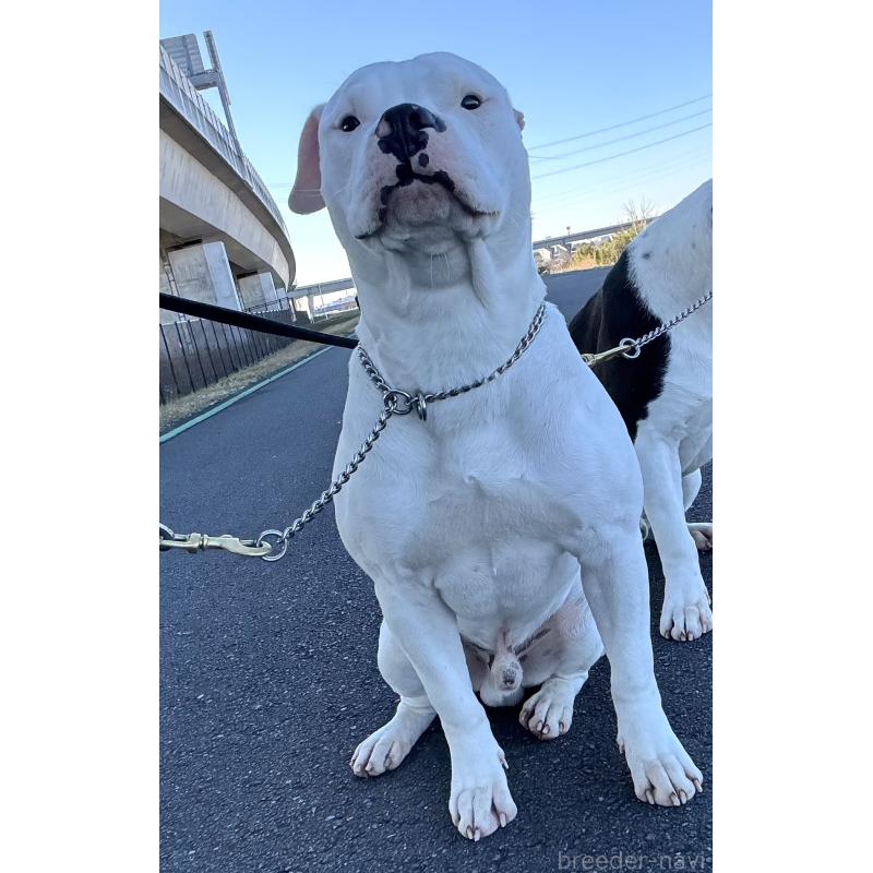 販売中の神奈川県のアメリカンピットブルテリア-392579