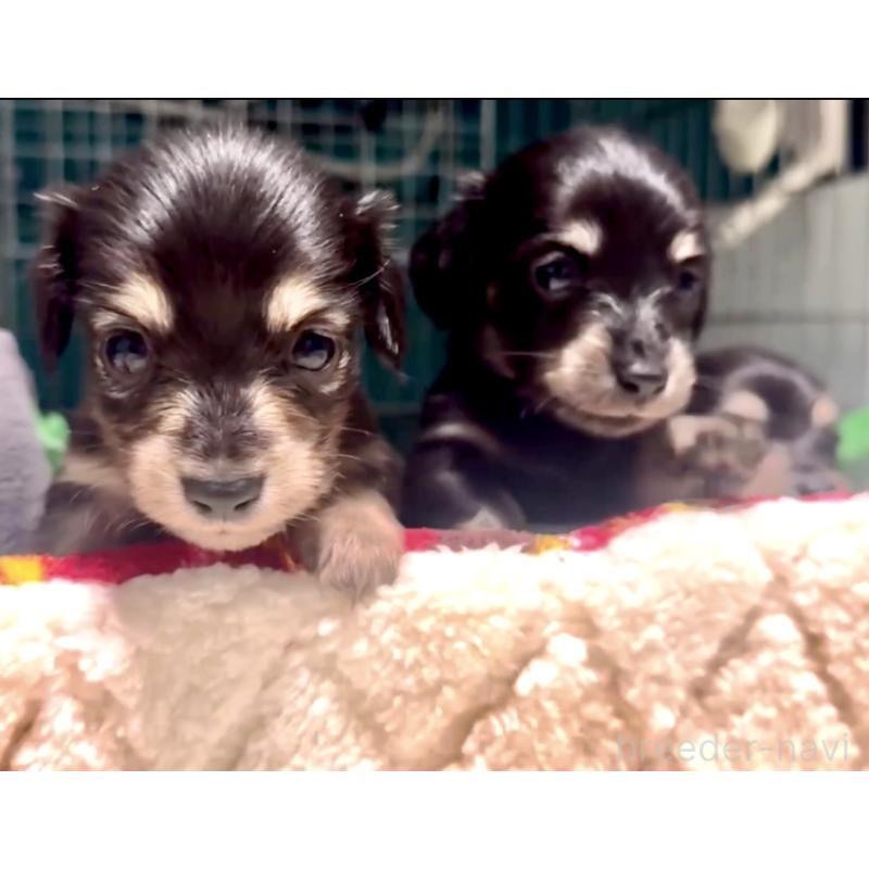 販売中の奈良県のミニチュアダックスフンド(ロングヘアード)-442568