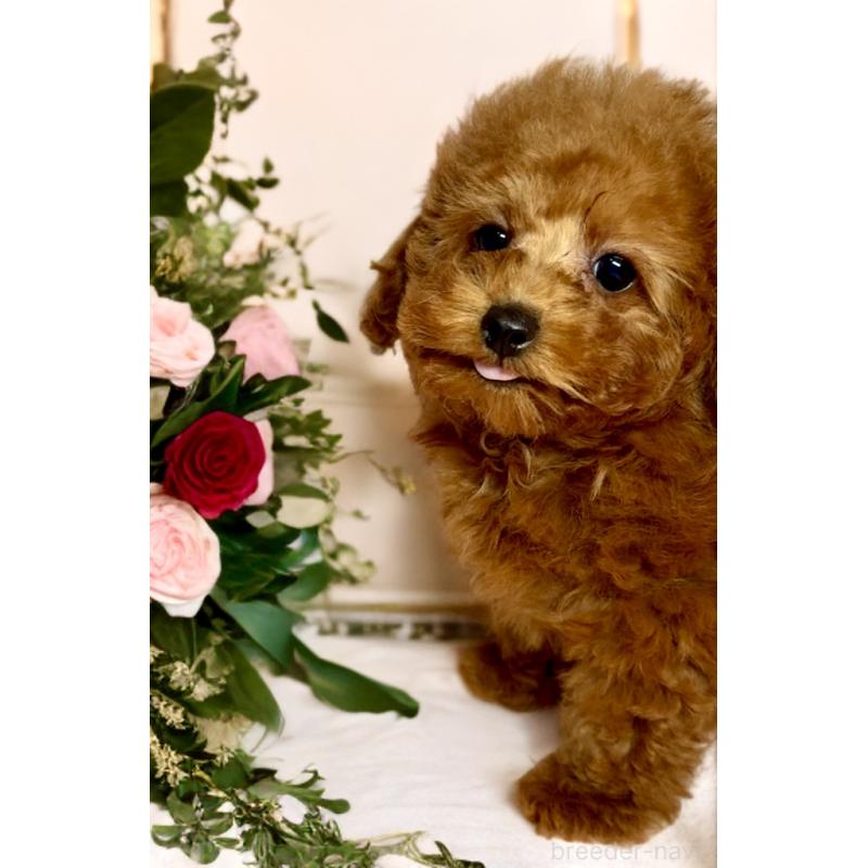 販売中の岐阜県のタイニープードル-443430の3枚目