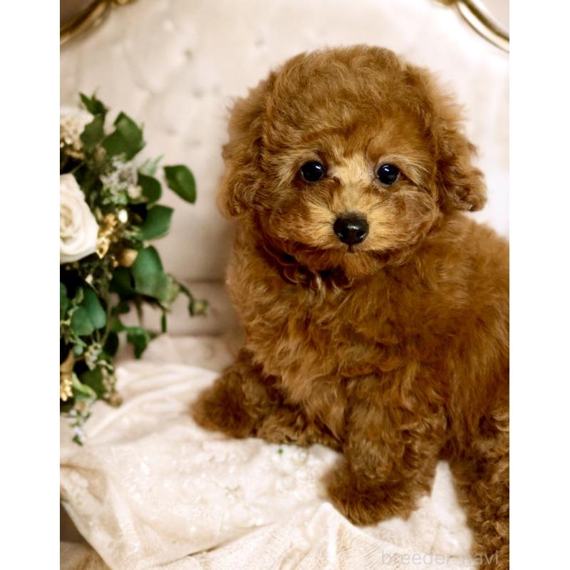 販売中の岐阜県のタイニープードル-443430の2枚目