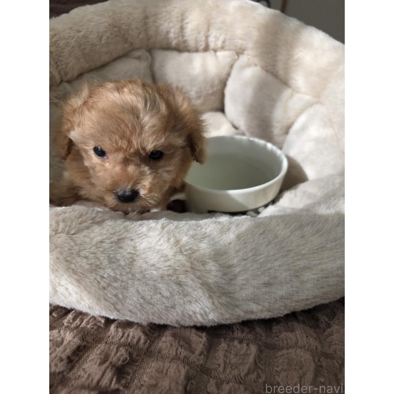 販売中の埼玉県のティーカッププードル-443431の10枚目