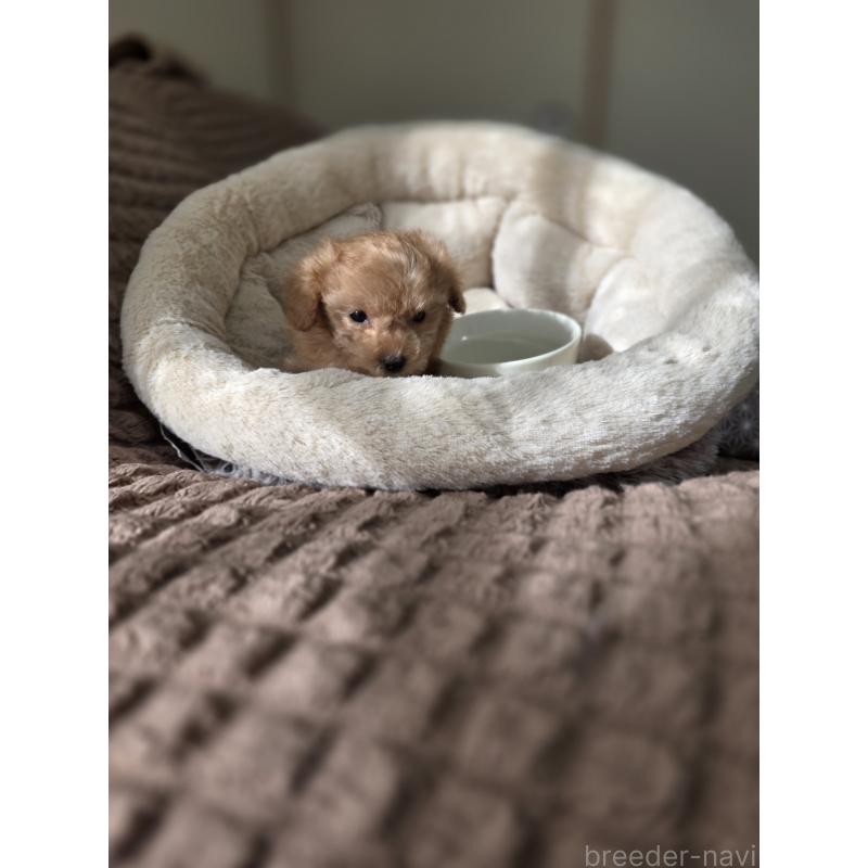 販売中の埼玉県のティーカッププードル-443431の9枚目