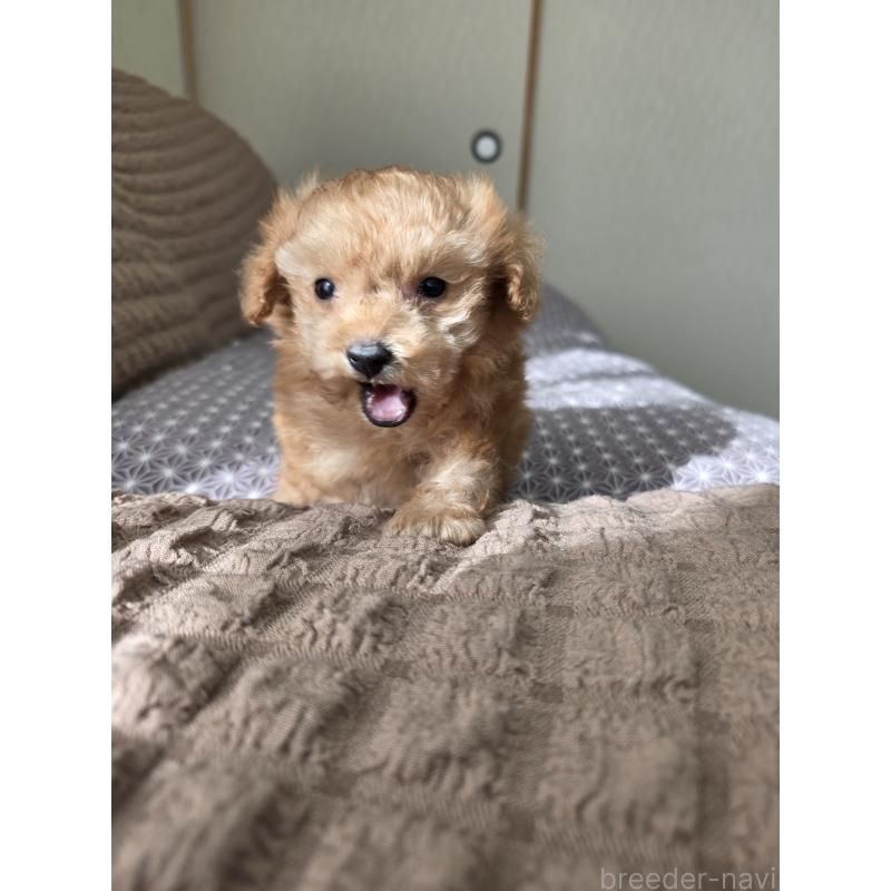 販売中の埼玉県のティーカッププードル-443431の5枚目