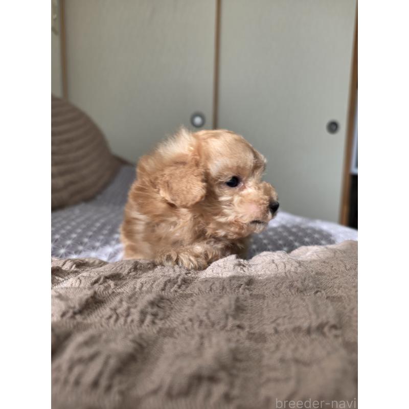 販売中の埼玉県のティーカッププードル-443431の3枚目