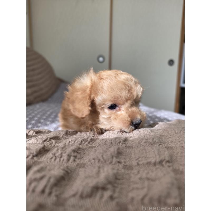 販売中の埼玉県のティーカッププードル-443431の2枚目