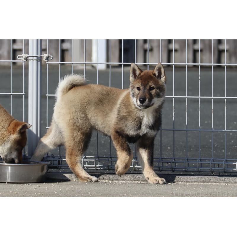 販売中の愛媛県の四国犬-443432の8枚目