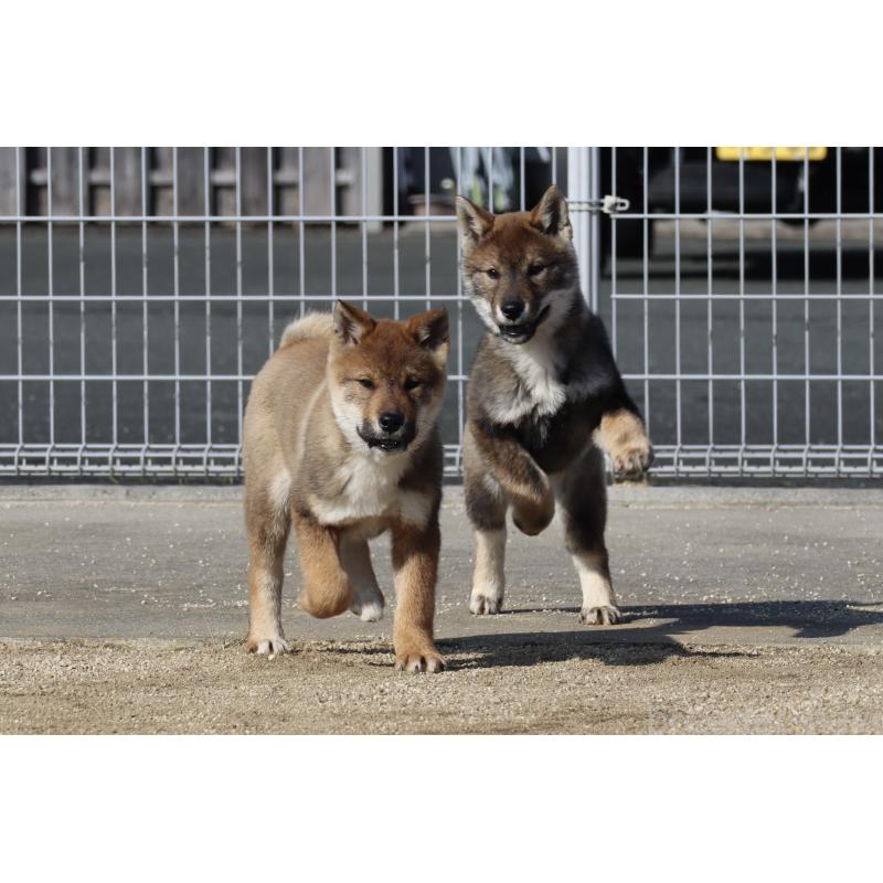 販売中の愛媛県の四国犬-443432の7枚目