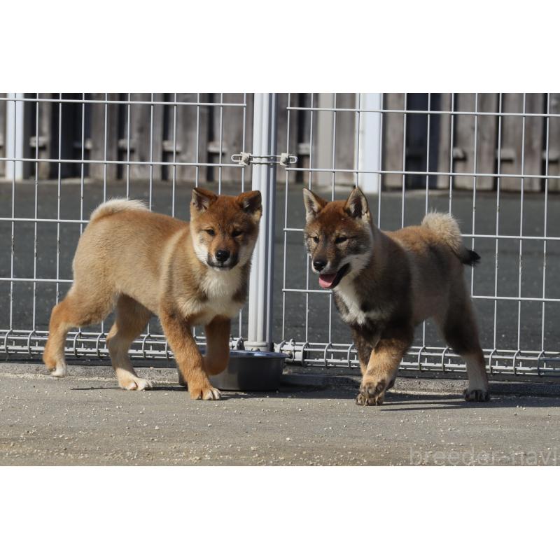 販売中の愛媛県の四国犬-443432の6枚目