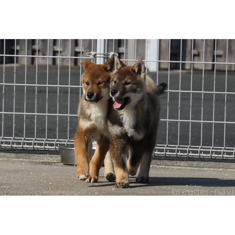 販売中の愛媛県の四国犬-443432の5枚目